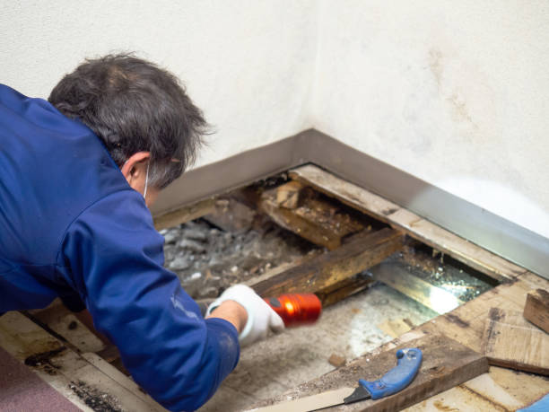 Best Same-Day Mold Removal  in Holly Springs, GA