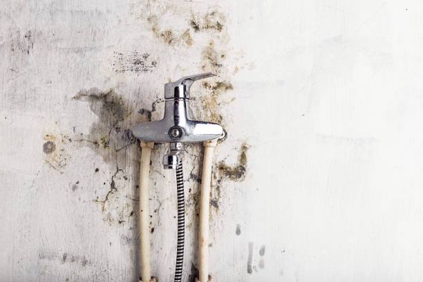 Best Black Mold Removal  in Holly Springs, GA