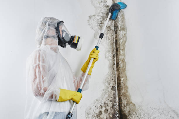 Best Professional Mold Removal  in Holly Springs, GA