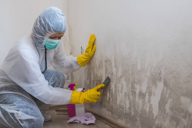Mold Removal and Inspection in Holly Springs, GA