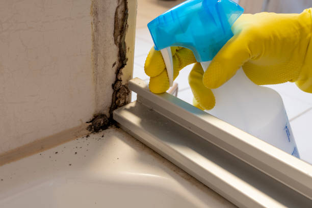 Best Residential Mold Removal  in Holly Springs, GA
