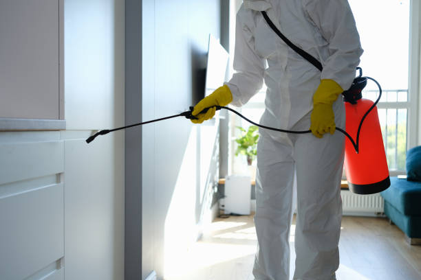 Best Attic Mold Removal  in Holly Springs, GA