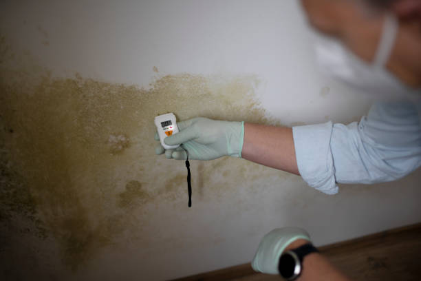 Best Mold Damage Repair  in Holly Springs, GA