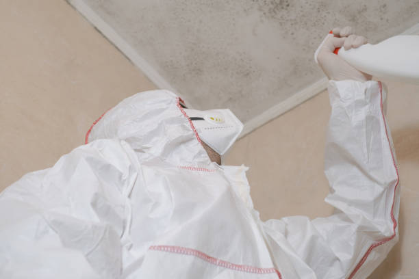 Best Certified Mold Removal  in Holly Springs, GA