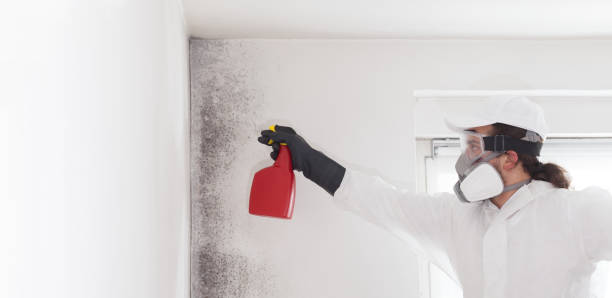 Best Toxic Mold Removal  in Holly Springs, GA