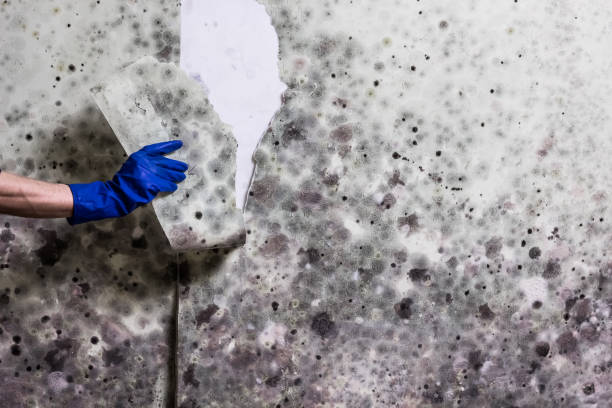 Best Mold Damage Repair  in Holly Springs, GA