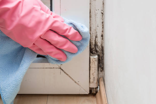 Best Home Mold Removal  in Holly Springs, GA