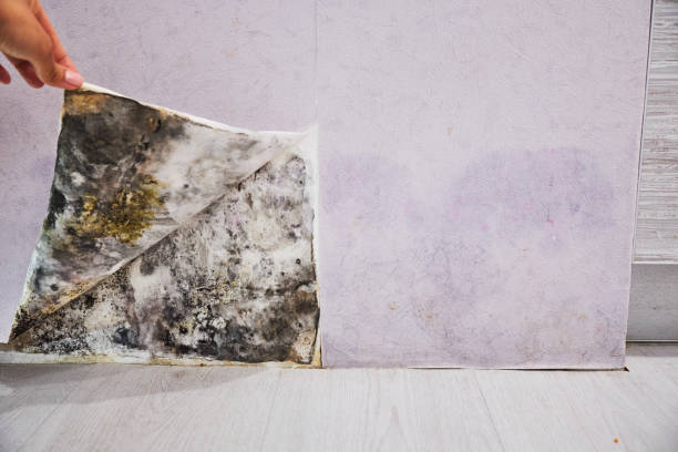 Best Mold Removal Near Me  in Holly Springs, GA